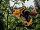 DEWALT DCMPP568P1-QW Battery-Powered Pruning Shears - 18V 5.0Ah Battery