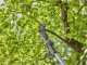 Gardena HighCut 360/18V - Electric Pruning Shear on Pole - 28mm Cutting diameter - WITHOUT BATTERY AND CHARGER