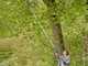 Gardena HighCut 360/18V P4A - Electric Pruning Shear on Pole - 18V 2Ah - 28mm Cutting diameter