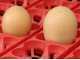 River Systems ET 24 BIOMASTER - Automatic Egg Incubator