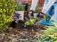 RYOBI RY18HCA-0 - 18V Battery-Powered Garden Tiller - 18V - WITHOUT BATTERY AND CHARGER 