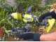 RYOBI RY18HCA-0 - 18V Battery-Powered Garden Tiller - 18V - WITHOUT BATTERY AND CHARGER 