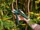 Bosch EasyPrune AssistCut - Electric Pruning Shears - 3.6V 1.6Ah