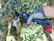 Zanon ZM 34 Electric Pruning Shears - 2x 14,4V 2.5Ah - 35mm Cutting diameter