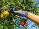 Zanon ZM 34 Electric Pruning Shears - 2x 14,4V 2.5Ah