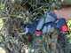 Zanon ZM 34 Electric Pruning Shears - 2x 14,4V 2.5Ah