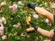 Stiga SC 100e Kit - Electric pruning shear - 20V/2Ah - 30mm Cutting diameter