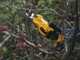 Stiga SC 100e Kit - Electric pruning shear - 20V/2Ah - 30mm Cutting diameter