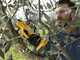 Stiga SC 100e Kit - Electric pruning shear - 20V/2Ah - 30mm Cutting diameter