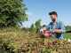 Skil 0430 CA - Cordless hedge trimmer - 55 cm blade - 20v/2.5ah
