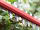 PROMO - Skil 0429 CA - Battery-powered Hedge Trimmer - 50 cm blade - 20v/2.5ah