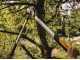 Fiskars PowerGearTX LX98 - Bypass Lopper - Size L
