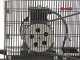 Fiac AB 150/348 - Belt driven air compressor - Motor 3 HP - 150 l