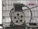 Fiac AB 150/348 - Belt driven air compressor - Motor 3 HP - 150 l