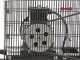 Fiac AB 150/348 - Three-phase belt driven air compressor - Motor 3 HP - 150 lt