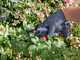 Zanon ZM 22 - Electric Pruning Shears  - 7.2 V- 2.5Ah