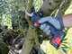 Zanon ZM 27 - Electric pruning shear - 2x 14,4V 2.5Ah