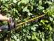 Worx Nitro WG263E.9 - Battery hedge trimmer - 20V - WITHOUT BATTERY AND CHARGER