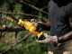 DeWalt DCMPS520P1-QW - 18V 5Ah Electric Pruning Chainsaw - 20 cm Blade