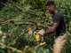 DeWalt DCMPS520P1-QW - 18V 5Ah Electric Pruning Chainsaw - 20 cm Blade