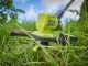 Ryobi RY18LT33A-0 - Cordless grass trimmer - 18V - 4 Ah