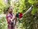 AL-KO Energy Flex HT 4055 - Battery-powered Hedge Trimmer - 36V/4Ah - 55 cm Blade