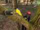 Ryobi RY36PP25A-0 - Battery-powered Pruner on Extension Pole - MAX POWER 36V - 25cm Bar - WITHOUT BATTERY AND BATTERY CHARGER