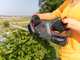 AL-KO Comfort HT 1845 - Battery-powered Hedge Trimmer - 18V/2,5Ah - 45 cm Blade