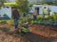 Ryobi RY36CVXA-0 - Battery-powered Wheeled Tiller - MAX POWER 36V 6Ah