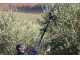 Campagnola HERCULES 58V - 230 cm Carbon Pole - Electric Battery-powered Olive Harvester