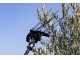 Campagnola HERCULES 58V - 230 cm Carbon Pole - Electric Battery-powered Olive Harvester