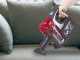 Beper P202ASP001 - Electric broom - 2-in-1 - 600W