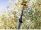 Bahco BCL52TP 36V - Electric Battery-powered Olive Harvester - 216-296 cm Carbon Pole