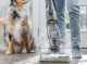 Bissell CrossWave Hydrosteam PET Select - 3in1 floor cleaner washes, dries and vacuums - steam-powered