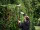Blue Bird PHT 23-54 - Battery hedge trimmer on extension pole - 50.4V/5Ah