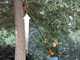 Black &amp; Decker GPC1820LB-QW - Battery-powered Pruner on Pole - WITHOUT BATTERY AND CHARGER