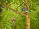 Gardena StarCut Pro L - Lopper on telescopic pole 175-400cm + Saw with 34 cm blade - &Oslash;32mm