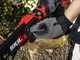 Skil 0514 CA - Battery-powered telescopic pruner - 20V/2.5Ah
