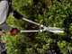 Bahco P51H-SL - Long-handled Hedge Shears