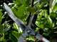 Bahco P51H-SL - Long-handled Hedge Shears