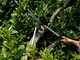 Bahco P51H-SL - Long-handled Hedge Shears