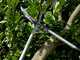Bahco P51H-SL - Long-handled Hedge Shears