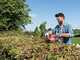 Skil 0438 CA - Cordless Hedge Trimmer with 50 cm Blade - WITHOUT BATTERY AND CHARGER