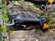 Bahco BCL235 - Battery Pruning Shears - 2x 14.4V 2.5 Ah