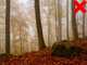 Eurosystems P70 EVO - Petrol Leaf Vacuum - Rato RV200