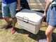 Coleman Pro 45QT - Cooler with Integrated Handles