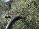 Castellari Vertigo C 18V - Battery-powered electric olive harvester 190-240 cm - WITHOUT BATTERY AND CHARGER