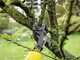 Karcher TLO 18-32 - Battery-powered pruning shears - 18V 5Ah