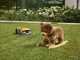 Stiga Vista A 6v - Robot Lawn Mower - Without Installation - With 2 Ah E-Power Battery