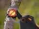 Fiskars ePruner M Bypass - Battery-powered Pruning Shears - 8V 4Ah
